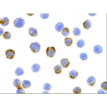 Anti-XBP-1 antibody produced in rabbit，100UG，SAB3500381-100UG，Sigma