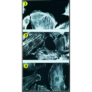 单克隆抗-肌球蛋白 小鼠抗，100UL，T2780-100UL，Sigma