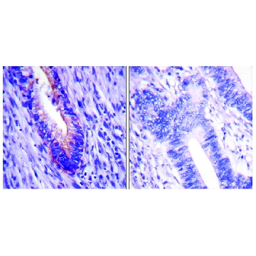Anti-EIF4G antibody produced in rabbit，100UG，SAB4500741-100UG，Sigma
