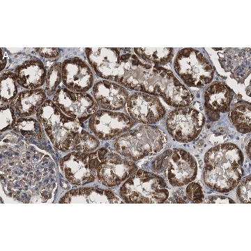 Anti-CTGF Antibody, clone 1O16 ZooMAb® Rabbit Monoclonal，4X25UL，ZRB1705-4X25UL，Sigma