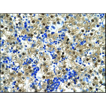 Anti-CTPS (AB1) antibody produced in rabbit，100UL，AV46069-100UL，Sigma