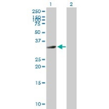 Anti-HFE2 antibody produced in mouse，50UG，SAB1408376-50UG，Sigma
