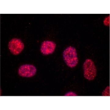 Anti-TRF1 antibody, Mouse monoclonal，25UL，T1948-25UL，Sigma