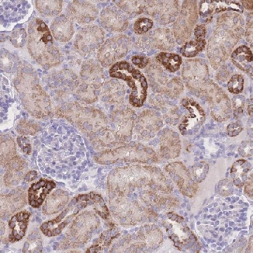 Anti-NBEAL1 antibody produced in rabbit，100UL，HPA049447-100UL，Sigma