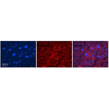 Anti-SLC33A1 antibody produced in rabbit，100UL，SAB2102202-100UL，Sigma