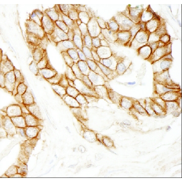 Rabbit anti-Beta-catenin Antibody, Affinity Purified，100UL，PLA0230-100UL，Sigma