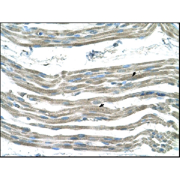 Anti-SLC25A22 antibody produced in rabbit，100UL，AV44041-100UL，Sigma