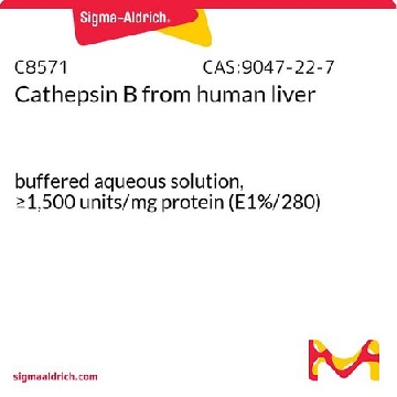 组织蛋白酶B 来源于人类肝脏，25UG，C8571-25UG，Sigma
