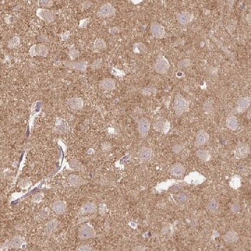 Anti-FLRT1 antibody produced in rabbit，100UL，HPA054589-100UL，Sigma