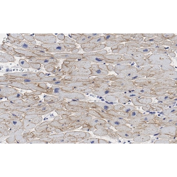 Anti-Laminin α2 Antibody, clone 2I22 ZooMAb® Rabbit Monoclonal，25UL，ZRB1023-25UL，Sigma