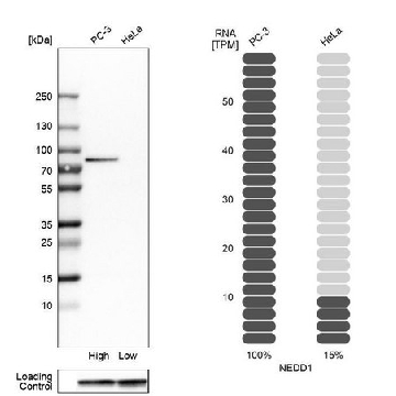 Anti-NEDD1 antibody produced in rabbit，100UL，HPA038591-100UL，Sigma