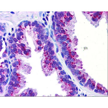 Anti-KLF4 antibody produced in rabbit，100UL，SAB2107958-100UL，Sigma
