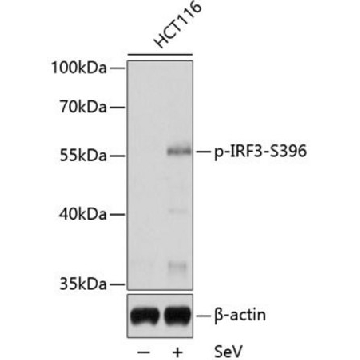 Anti-Phospho-IRF3-S396 antibody produced in rabbit，100UL，SAB5700435-100UL，Sigma