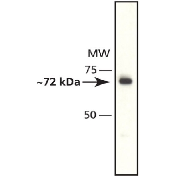 Anti-Histone Deacetylase 10 (HDAC10) antibody produced in rabbit，200UL，H3413-200UL，Sigma