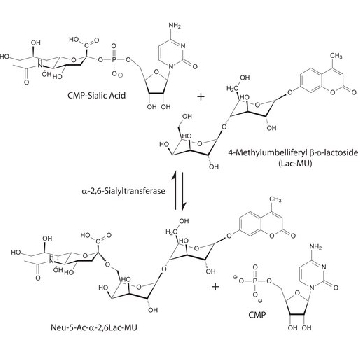 α-2,6-唾液酸转移酶 来源于美人鱼发光杆菌，1UNIT，S2076-1UN，Sigma