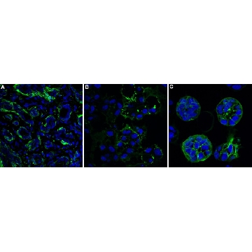 Anti-Actin Antibody, clone C4 ZooMAb® Mouse Monoclonal，4X25UL，ZMS1004-4X25UL，Sigma