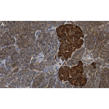 Anti-CNKSR1 Antibody, clone 4B7 ZooMAb® Rabbit Monoclonal，25UL，ZRB1210-25UL，Sigma