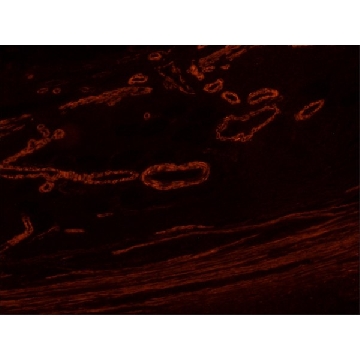 Anti-Mouse IgG (Fab specific)–TRITC antibody produced in goat，1ML，T7782-1ML，Sigma