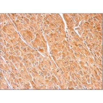 Anti-DBH antibody produced in rabbit，100UL，SAB2701977-100UL，Sigma