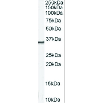 Anti-Annexin A2 antibody produced in goat，100UG，SAB2500188-100UG，Sigma