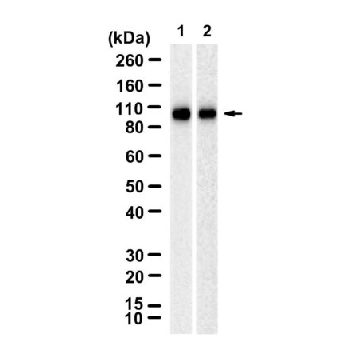 Anti-ADAMTS5 Antibody, clone 1G12 ZooMAb® Rabbit Monoclonal，254G，ZRB3149-25UL，Sigma