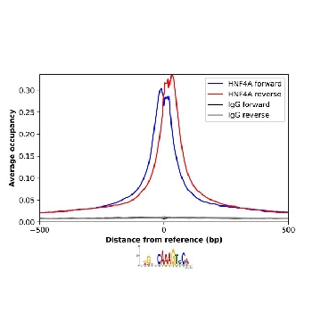 Anti-HNF4A antibody produced in rabbit，100UL，HPA004712-100UL，Sigma