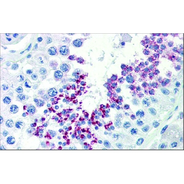 抗-KLB，100UL，SAB2108630-100UL，Sigma