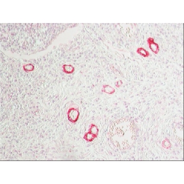 Anti-Mouse IgG (Fab specific)–Alkaline Phosphatase antibody produced in goat，0.5ML，A1293-.5ML，Sigma