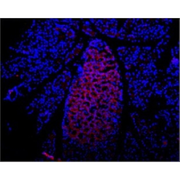 Anti-Purinergic Receptor P2X₇ (extracellular) antibody produced in rabbit，200UL，P9122-200UL，Sigma