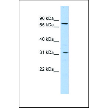 Anti-SLC23A2 antibody produced in rabbit，100UL，SAB2103451-100UL，Sigma