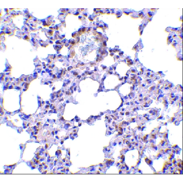 Anti-TRPC6 (ab2) antibody produced in rabbit，100UG，PRS3899-100UG，Sigma