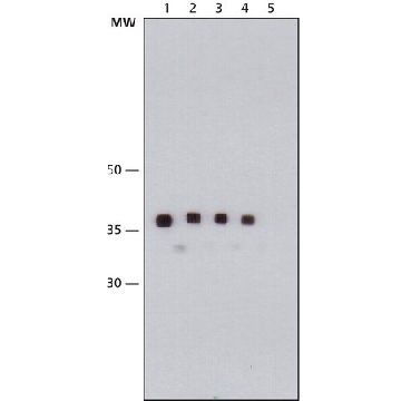 Monoclonal Anti-Maltose Binding Protein 小鼠抗，200UL，M1321-200UL，Sigma