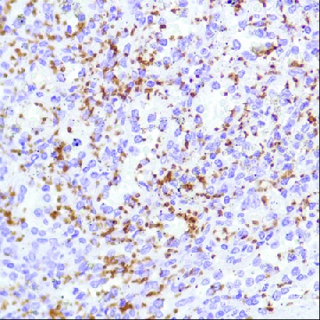 Anti-CD42B antibody, Rabbit monoclonal，100UL，SAB5500066-100UL，Sigma