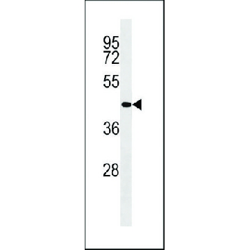 MONOCLONAL ANTI-BETA-ACTIN antibody produced in mouse，400UL，SAB1305554-400UL，Sigma
