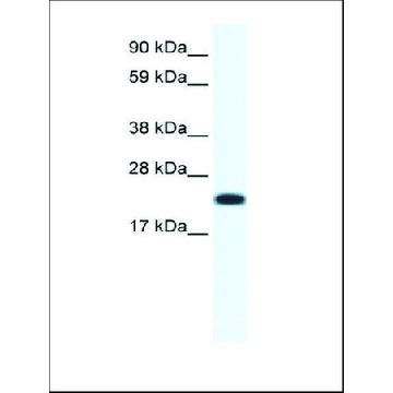 Anti-CITED4 antibody produced in rabbit，100UL，AV37255-100UL，Sigma