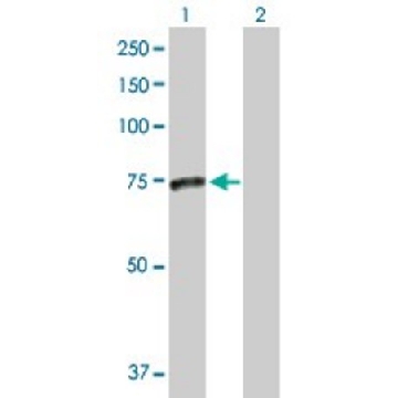 Anti-SMPD3 antibody produced in rabbit，100UG，SAB1401756-100UG，Sigma