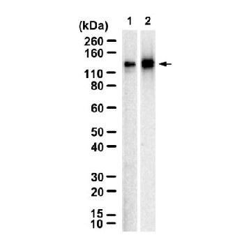 Anti-MLCK Antibody, clone 5K6 ZooMAb® Rabbit Monoclonal，254G，ZRB3400-25UL，Sigma