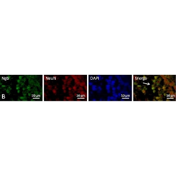 Anti-Neuroglobin，200UL，N7162-200UL，Sigma