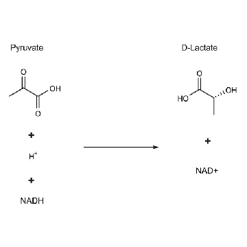 ᴅ-Lactic Dehydrogenase from Lactobacillus leichmannii，2500UNITS，L2011-2.5KU，Sigma