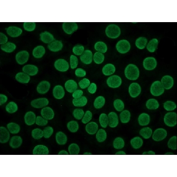 抗人 IgG（Fab 特异性）−FITC 山羊抗，1ML，F5512-1ML，Sigma