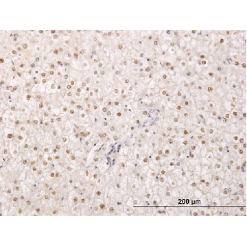 Monoclonal Anti-TPRX1 antibody produced in mouse，100UG，WH0284355M2-100UG，Sigma