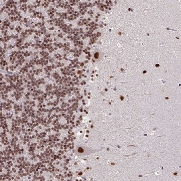 Anti-TDG antibody produced in rabbit，100UL，HPA052263-100UL，Sigma