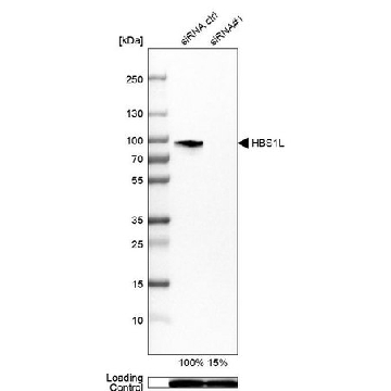 Anti-HBS1L antibody produced in rabbit，100UL，HPA029729-100UL，Sigma