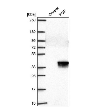 抗-PGP 兔抗，100UL，HPA043096-100UL，Sigma
