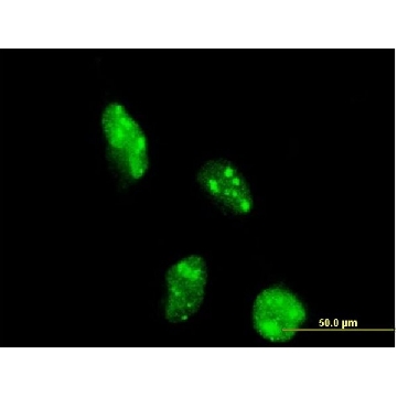Monoclonal Anti-DOT1L antibody produced in mouse，100UG，WH0084444M1-100UG，Sigma