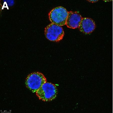 Anti-SCN2A Antibody, clone 3F19 ZooMAb® Rabbit Monoclonal，25UL，ZRB1300-25UL，Sigma