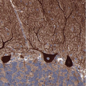Anti-TMEM268 antibody produced in rabbit，100UL，HPA017199-100UL，Sigma