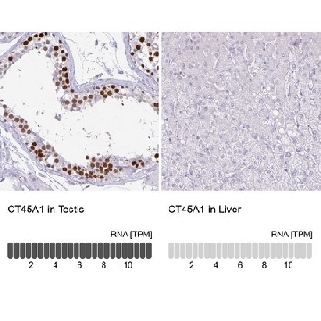 Anti-CT45A1 antibody produced in rabbit，100UL，HPA044735-100UL，Sigma