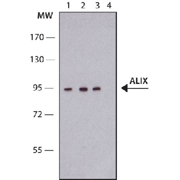 Anti-ALIX antibody produced in rabbit，200UL，SAB4200476-200UL，Sigma