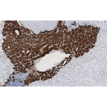 Anti-Dopamine β Hydroxylase Antibody, clone 2B11 ZooMAb® Rabbit Monoclonal，25UL，ZRB1328-25UL，Sigma